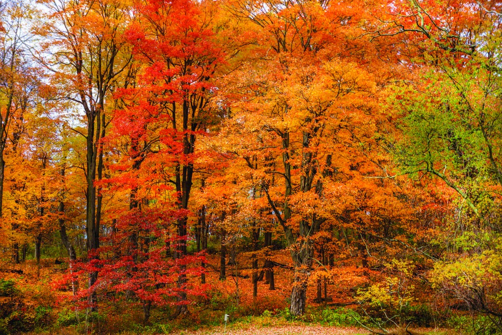 Our 7 Favorite Fall Foliage Hikes – VT SKI + RIDE